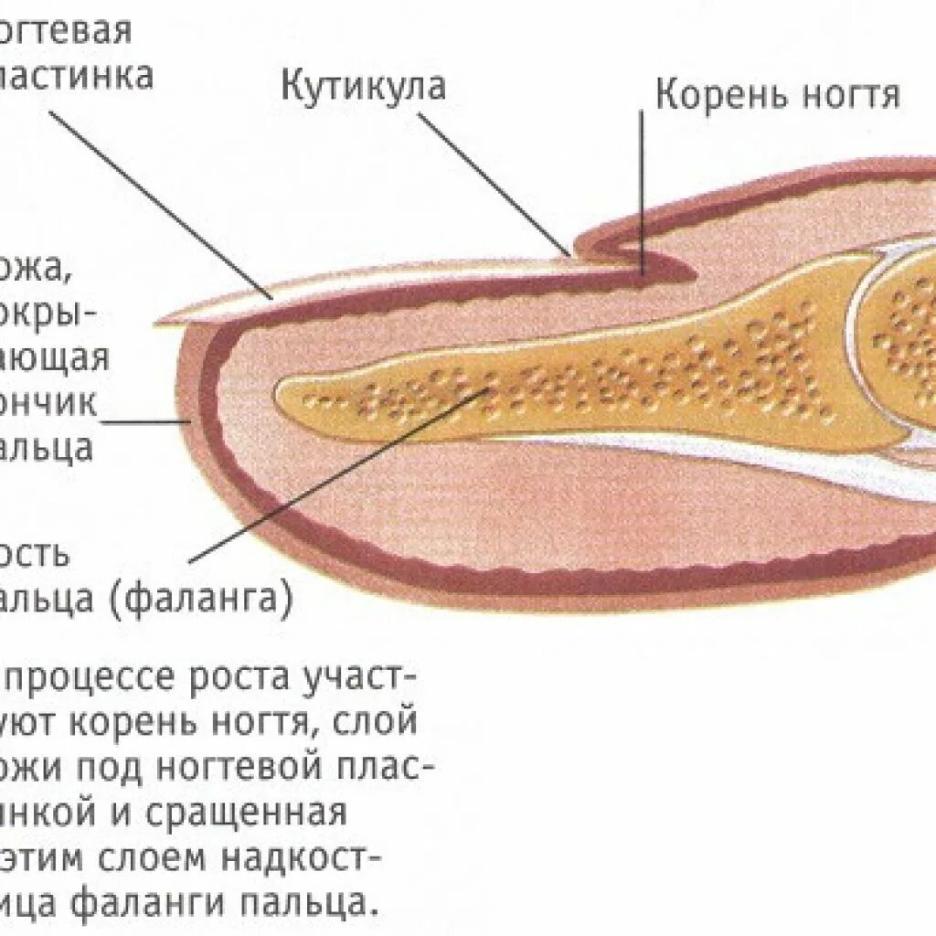 Ногтевая структура. Анатомия ногтевой фаланги. Ногтевая фаланга пальца руки анатомия. Ногтевая фаланга большого пальца ноги анатомия. Строение пальца и ногтевой пластины.