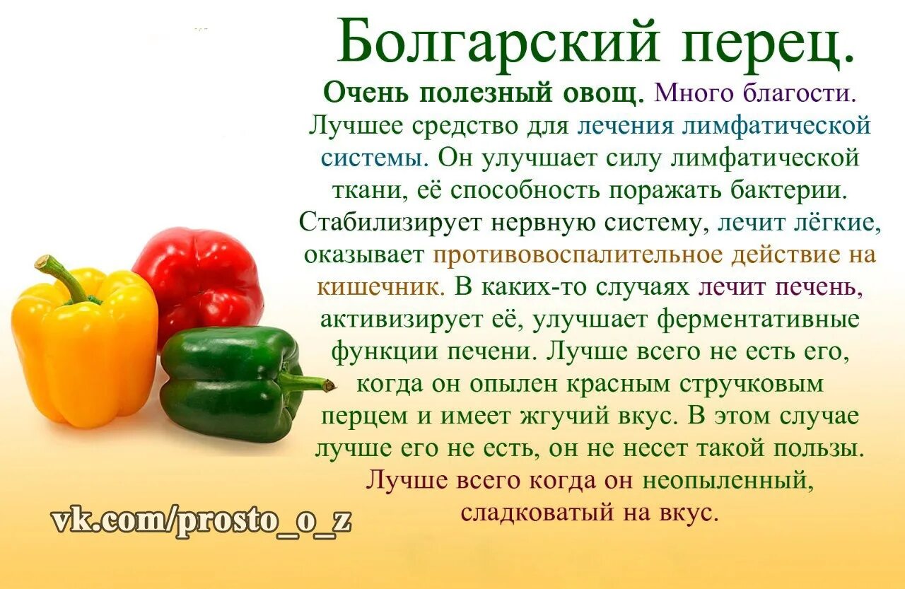 Чем полезен сладкий перец. Сладкий болгарский перец. Перец болгарский описание. Интересный факты про сладкий перец. Для чего полезен болгарский перец.
