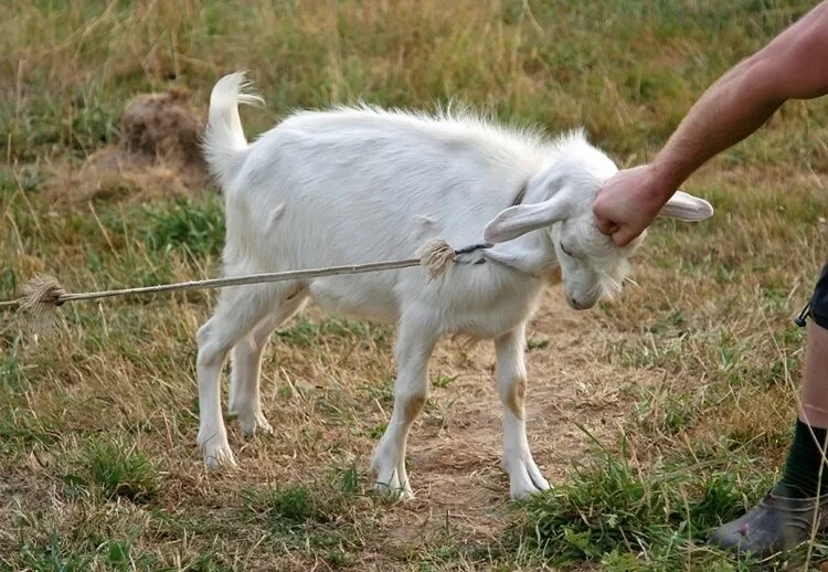 Красивые козлята. Козлята на лугу. Хочу бодаться мультфильм 1968. Два козла. Козленок.