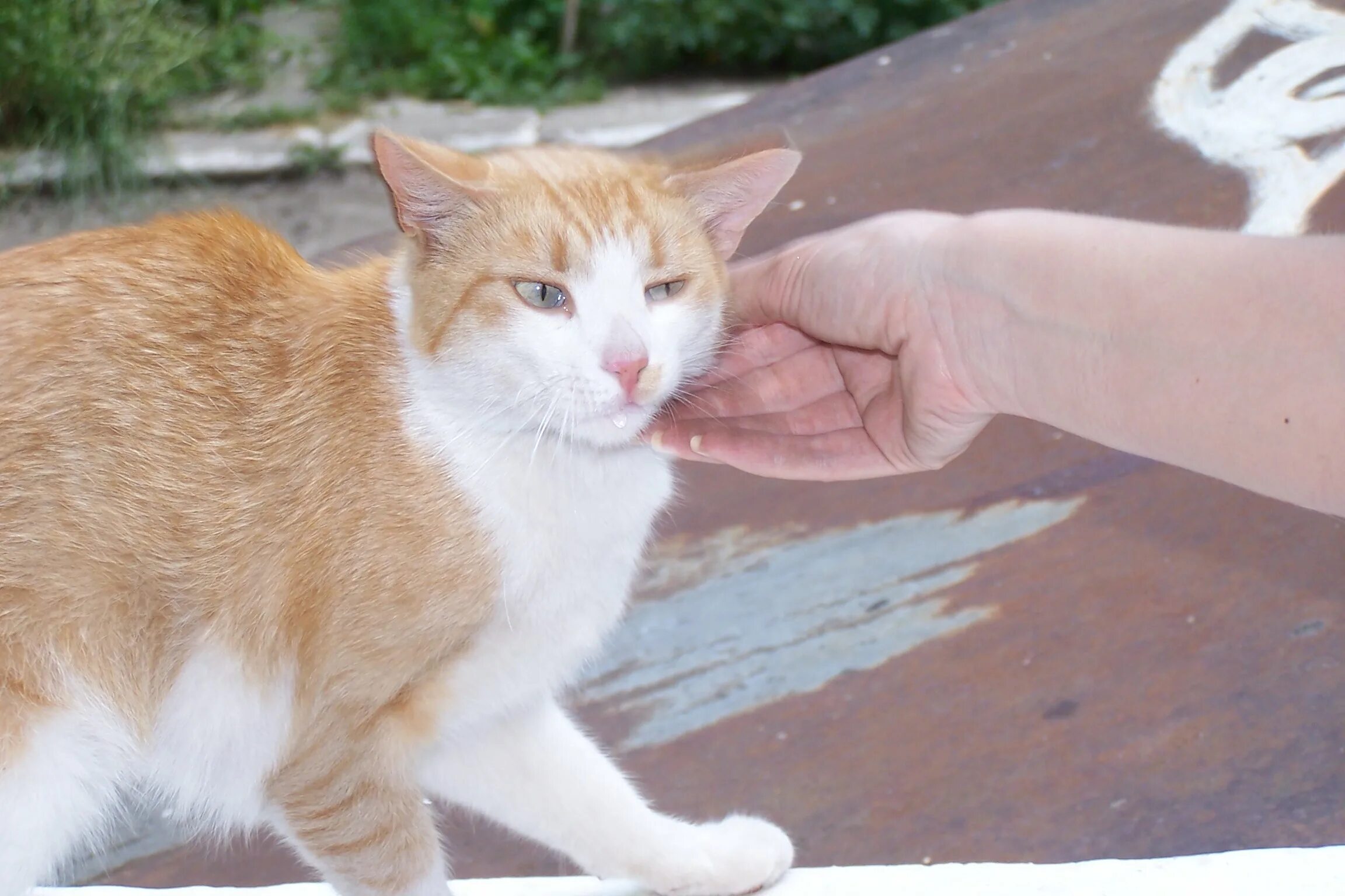 рыжий кот белгород