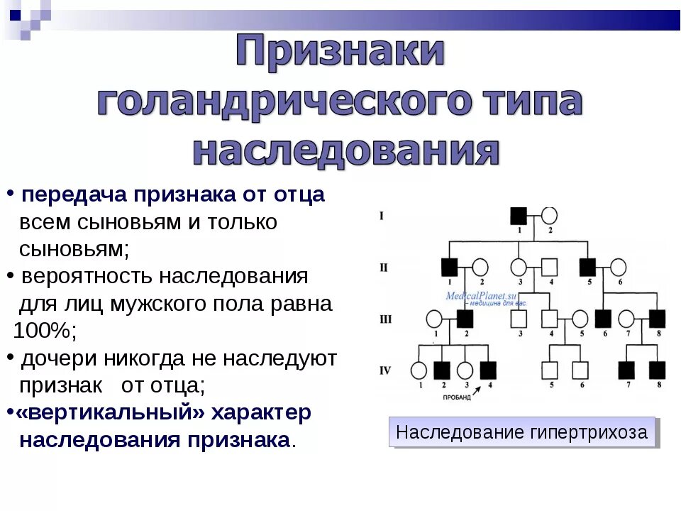 Заболевания сцепленные с y хромосомой. Голандрический Тип наследования родословная. Голандрический Тип наследования схема. Тип наследования голандрическое митохондриальное. У-сцепленное голандрическое наследование.