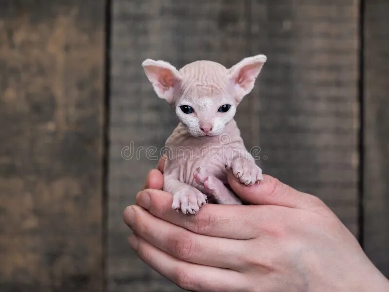 Small bald