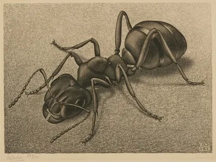 Ant m