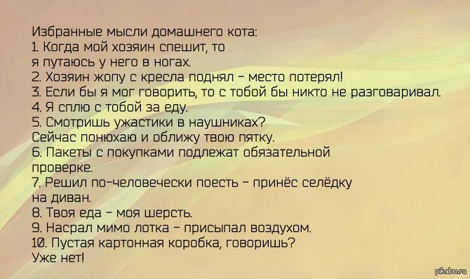 Мысли домашнего кота. Смешные фразы про кошек. Мысли кота приколы. Смешные мысли кота. Смешные мысли котов о хозяевах.