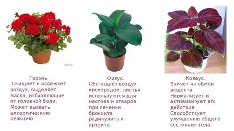 Кактус пеларгония сансевьера бегония плющ фикус