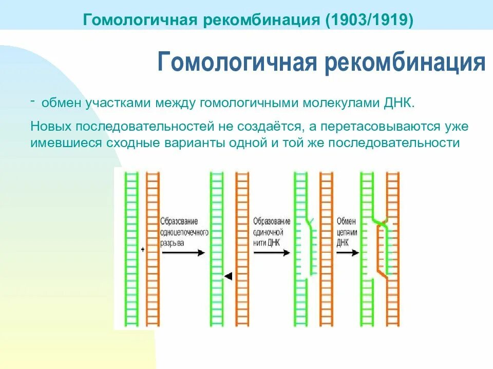 Гомологичные последовательности днк