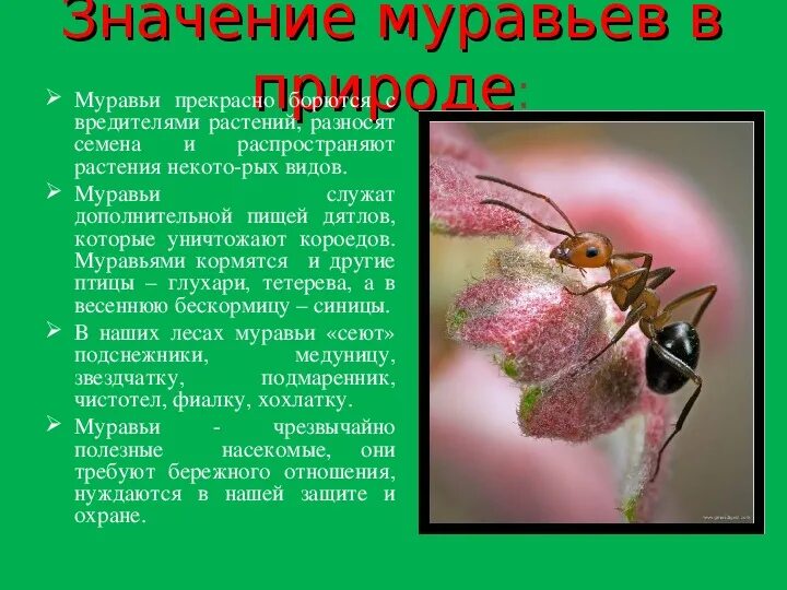 Строение муравья насекомого. Описание муравья. Насекомое муравей описание. Рассказать про муравья. Доклад о муравьях.