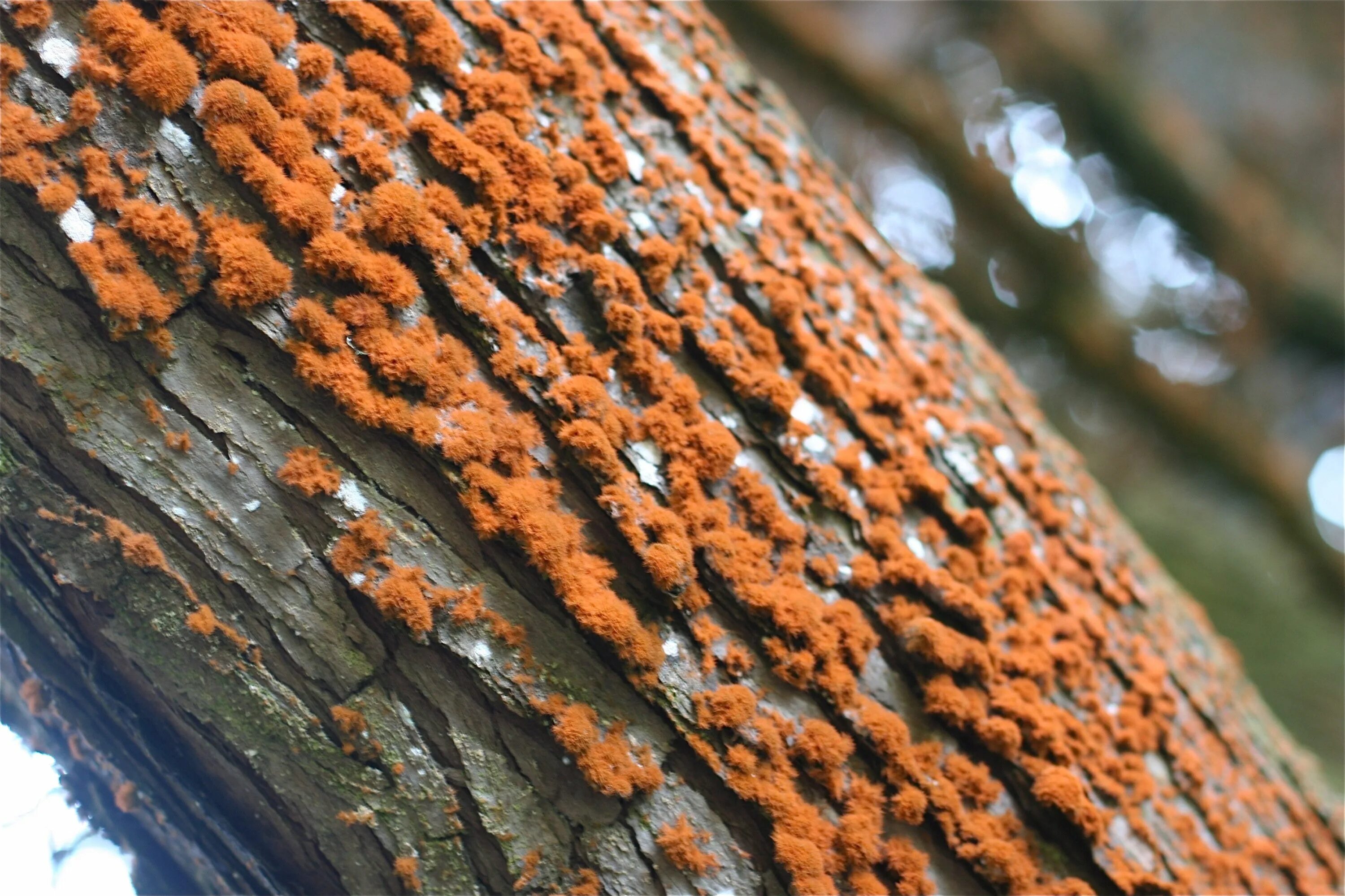 Биокоррозия коррозия. Ржавчинный гриб паразит. Пузырчатая ржавчина сосны. Плесени листья
