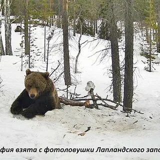 Медведь пробирается сквозь валежник