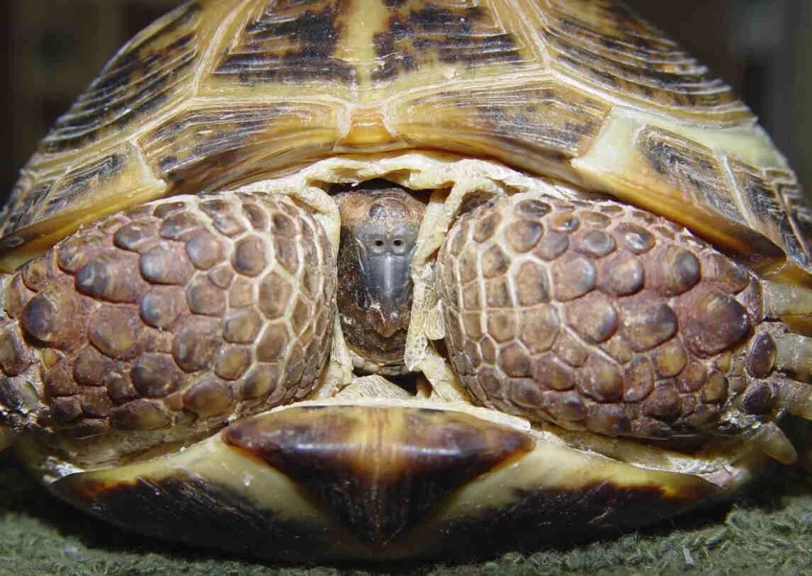 Сколько жив черепашки. Среднеазиатская сухопутная черепаха. Среднеазиатская черепаха панцирь. Большая сухопутная Среднеазиатская черепаха. Черепашонок среднеазиатской черепахи.