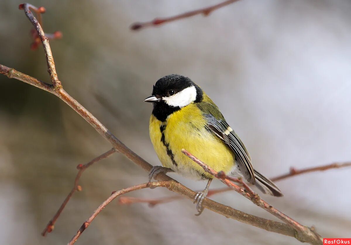 синица оседлая. синица голубая лазоревка. большая синица. синица брюшко. отряд воробьинообразные синица.