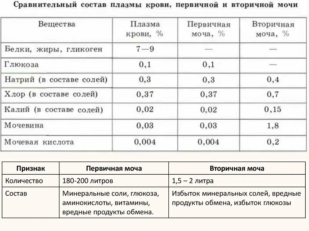 Первичная моча содержит белки. Сравнение первичной и вторичной мочи. Сравнительный состав плазмы крови первичной и вторичной мочи. Строение первичной и вторичной мочи. Объем вторичной мочи.