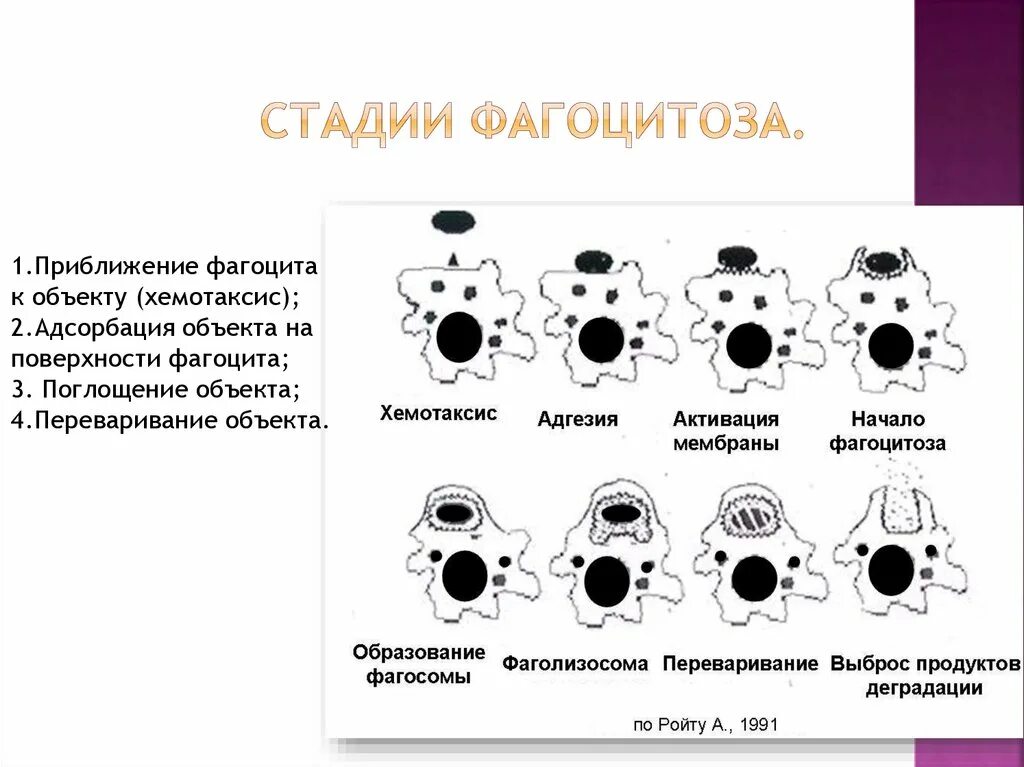 4 Стадии фагоцитоза иммунология. Стадии фагоцитоза микробиология. Основные этапы процесса фагоцитоза иммунология. Процесс фагоцитоза схема.