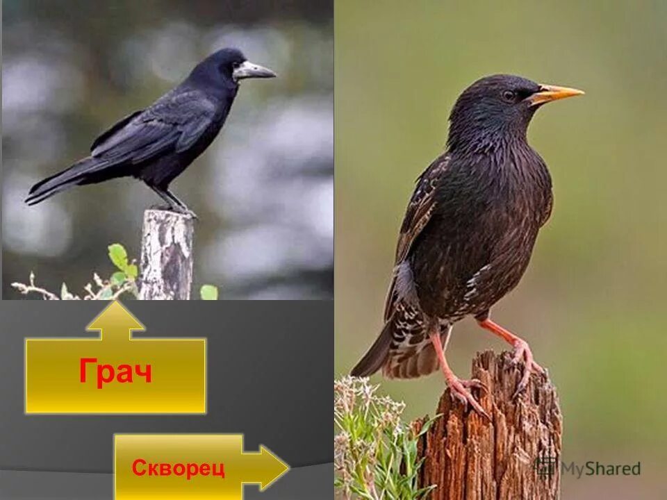 грачи и скворцы. грачи и скворцы. грачи и скворцы. ласточка скворец. грачи и скворцы.