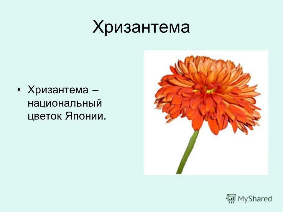 какой национальный цветок японии. ликорис лучистый. хитачи сисайд парк япония. какой национальный цветок японии. хризантема япония символ императора.