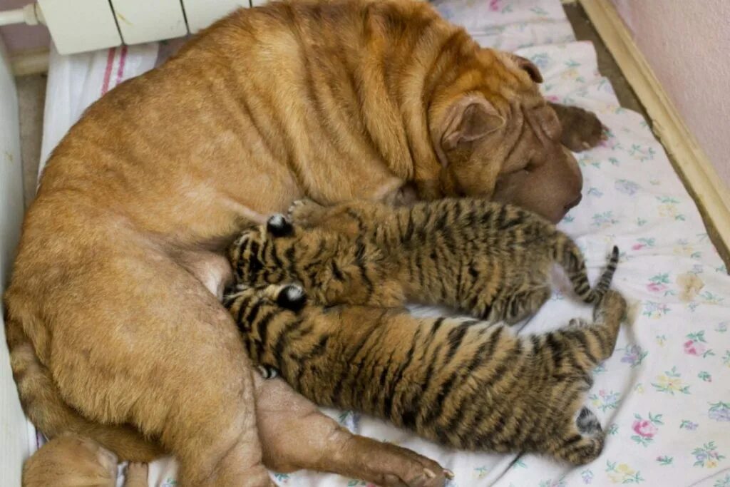 Тигровый шарпей. Кот шарпей. Мама животные. Мамы и Детеныши.