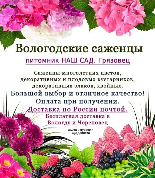 Вологодский питомник саженцев. Питомник растений Вологда. Питомник Майский Вологда саженцы. Вологодский питомник Майский каталог.