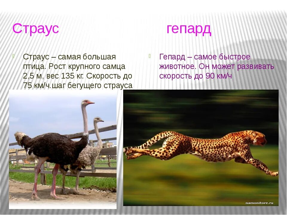 Какие скорости у животных