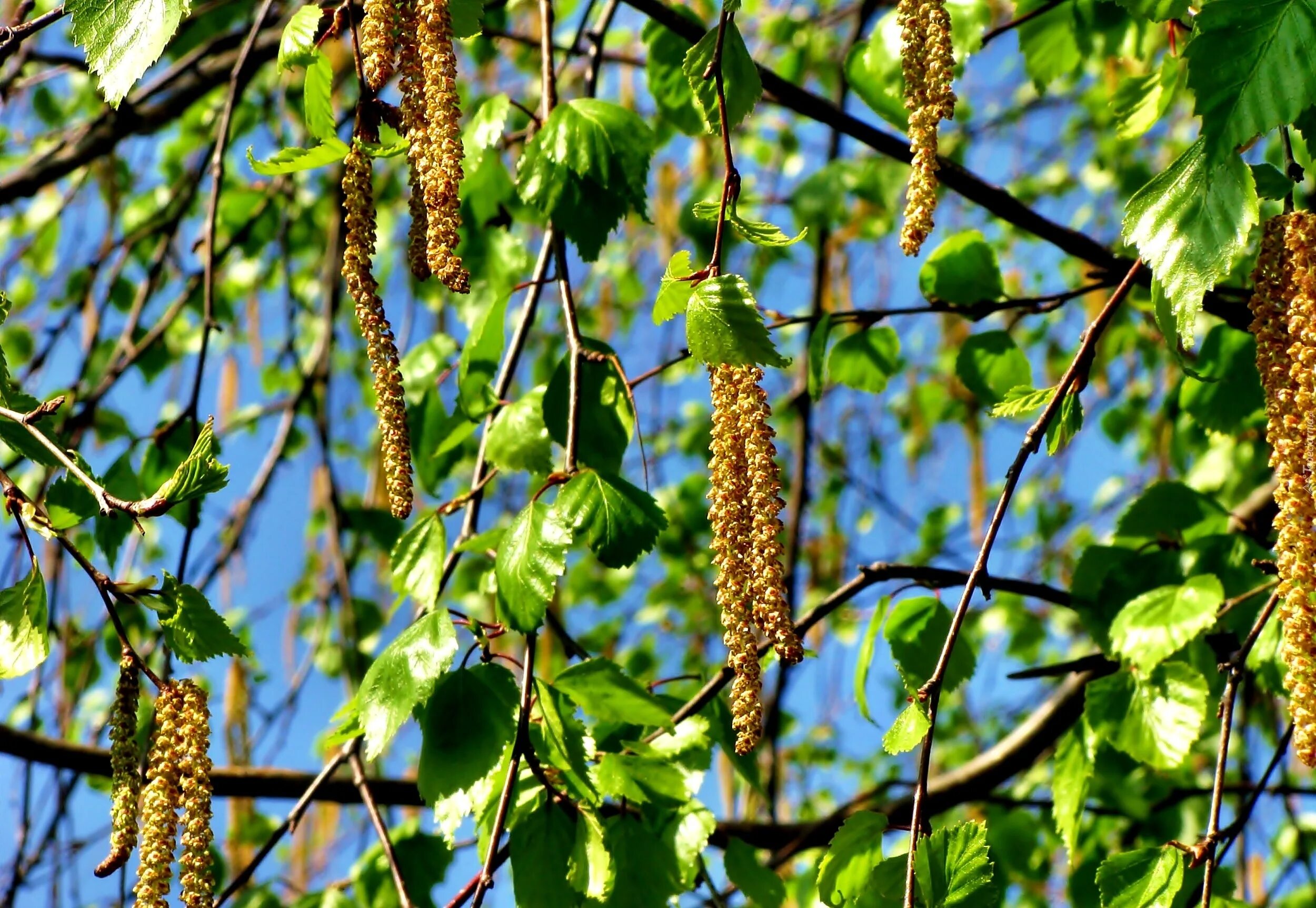 шелестят сережки. шелестят сережки. серебряные серьги с лошадьми. береза повислая сережки. шелестят сережки.