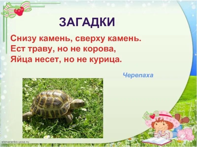 Загадка кто ходит утром на четырех ногах. Загадка про черепаху. Загадка про черепаху для детей. Загадки про черепах. Загадка про черепашку.