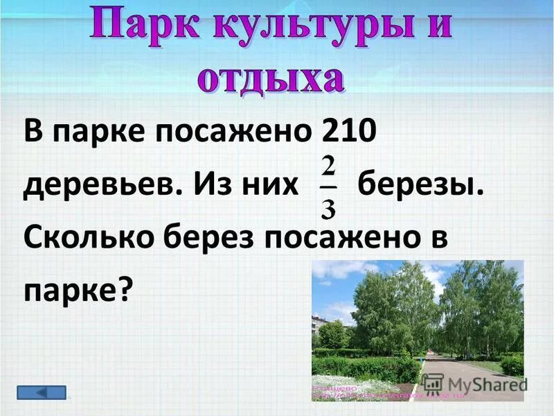 в парке всего 7 деревьев из них 3 липы сколько берез в парке ответ. посадка березы. посадил дед вдоль одной тропинки три березы. посадить березу перед домом. сколько посажено берез.