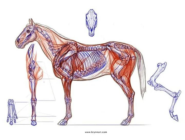 Мышцы животных. Мышцы лошади анатомия. Скелет лошади референс. Скелетная мускулатура животных. Скелет смилодона схема.