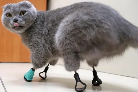 Leg cat