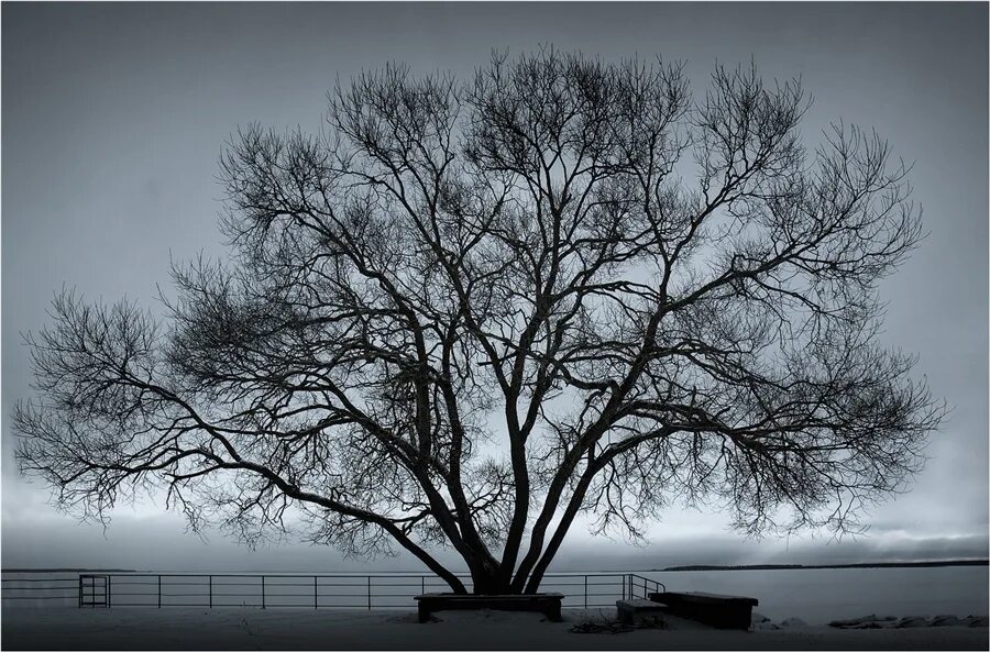 Я дерево такое дерево. Парад деревьев фотоконкурс. Я такое дерево. Я такое дерево. Я такое дерево.