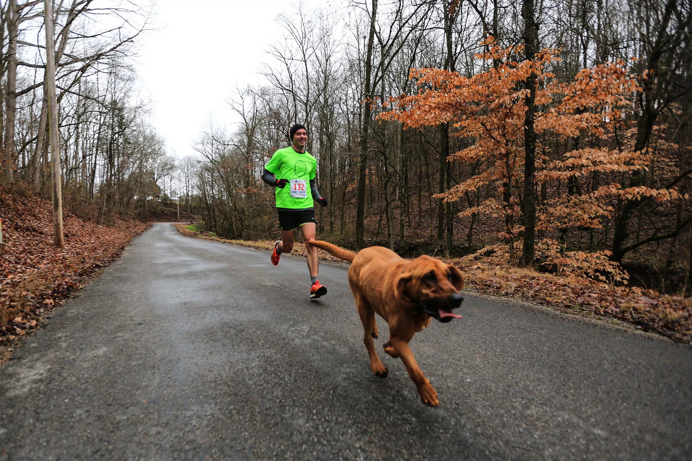 1 is running the dog. Dog running марафон. бег собаки трусцой. пробежал полумарафон с собакой. гоби собачка и марафонец.