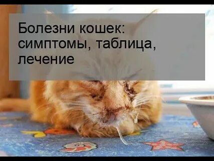 Кошачьи признаки