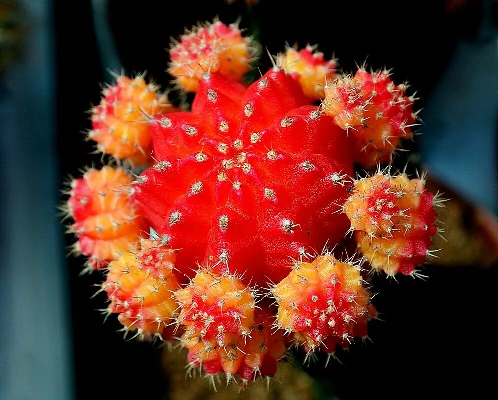 хризантема корейская ватра. корейские хризантемы сорт шапка мономаха. шапка мономаха растение. шапка мономаха растение. хризантема корейская красная шапочка.