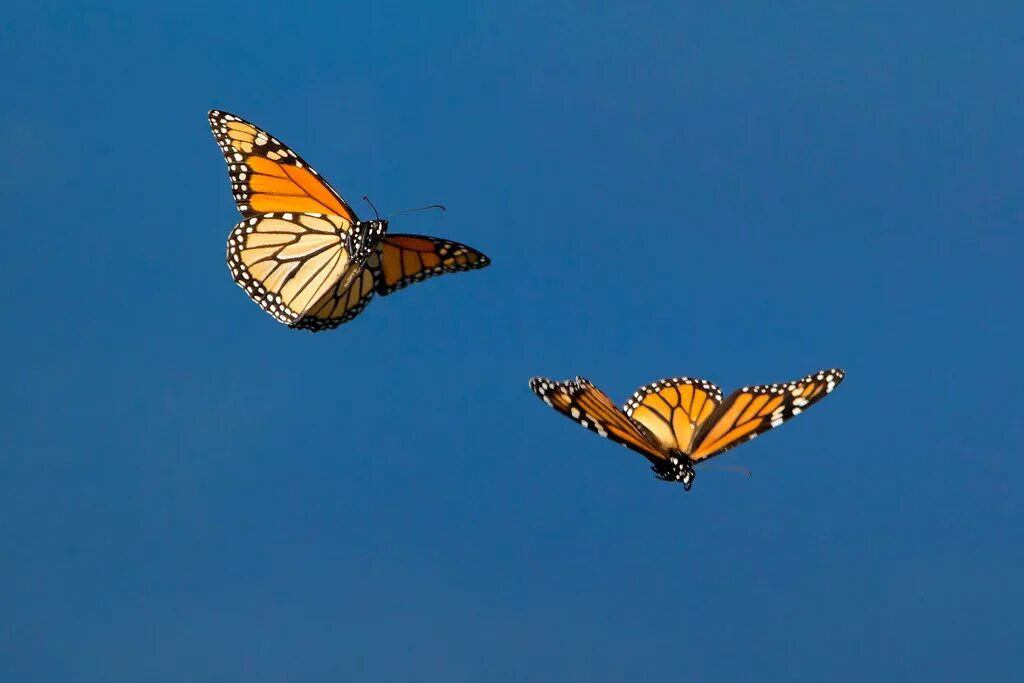 Почему бабочка летает. Бабочка в полете. Полет бабочки. Бабочка Монарх в полете. Древние бабочки в полете.