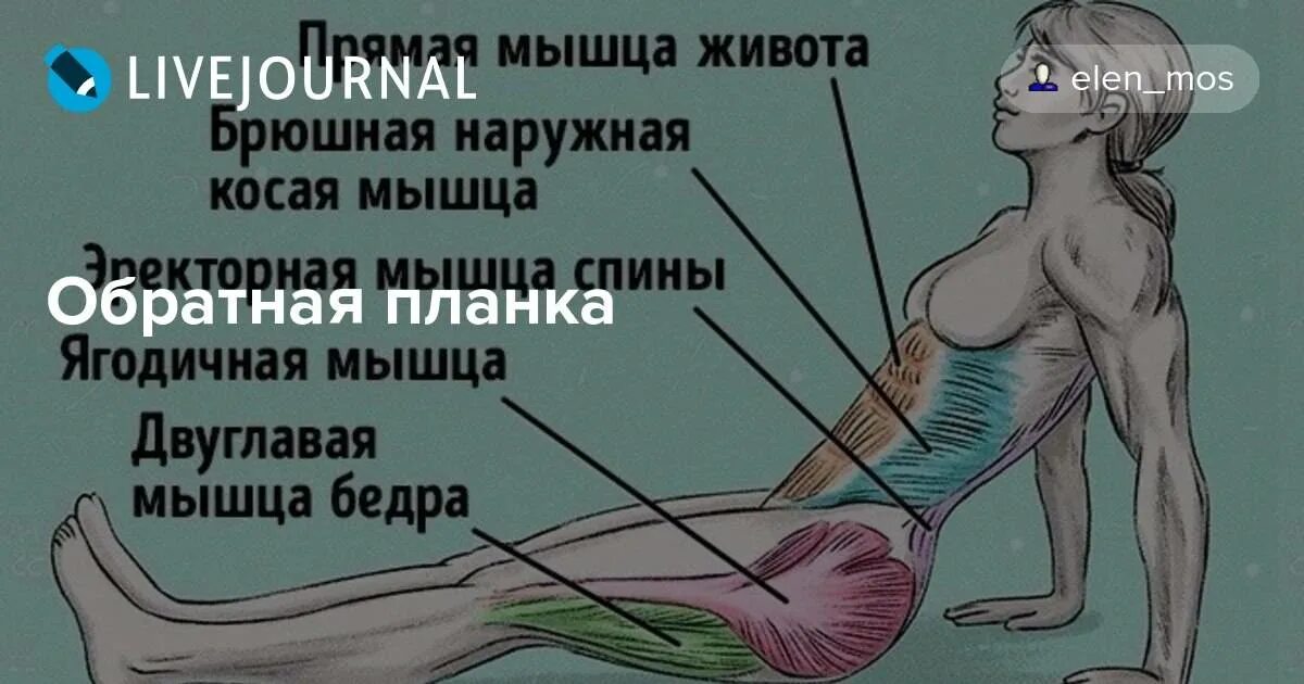 Как растут мышцы при тренировках. Какие мышцы работают при смехе. свело наружную косую мышцу. как растут мышцы. мышцы задействованные при смехе.