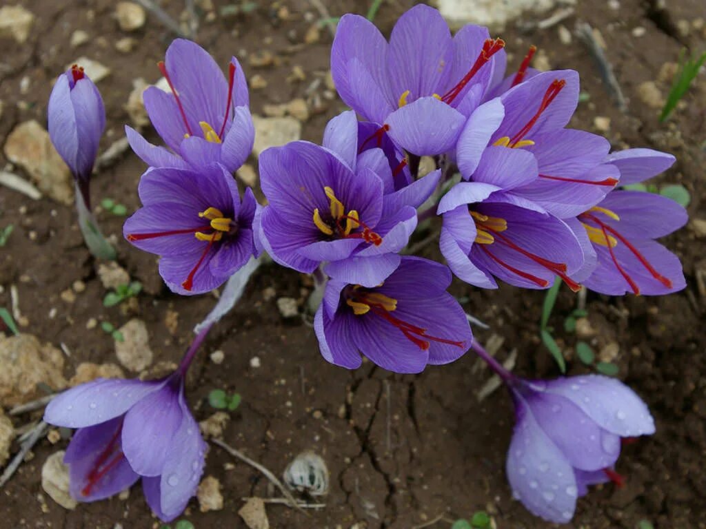 Шафран - Crocus sativus.. Sativus Saffron Крокус. Cnicus satiuus Шафран посевной. Крокус сорт Шафран.