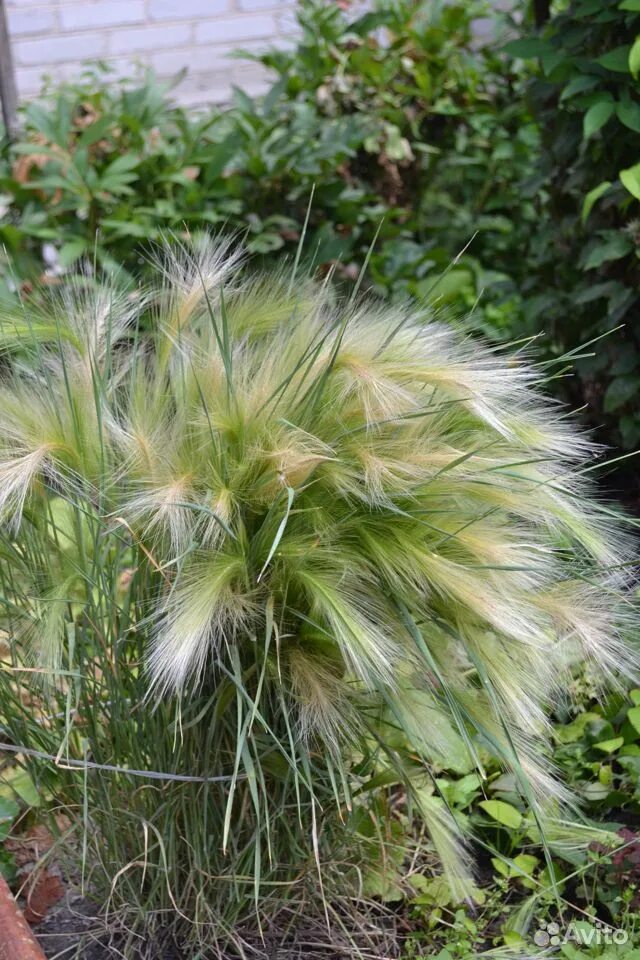Ячмень гривастый / hordeum jubatum / (р9). Ковыль гривастый. Декоративный ячмень гривастый. Ячмень гривастый (hordeum jubatum). Ячмень гривастый из семян.