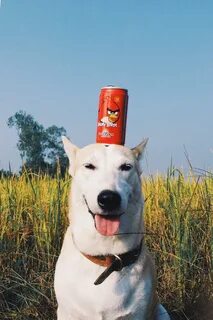 Победил псов