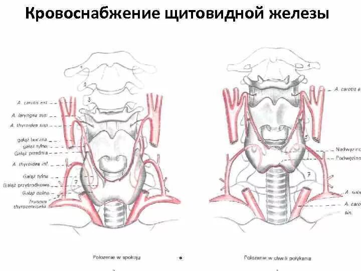 Иннервация щитовидной железы схема. Щитовидная железа кровоснабжение и иннервация. Иннервация щитовидной железы анатомия. Кровоснабжение щитовидной железы анатомия. Артерии щитовидной железы