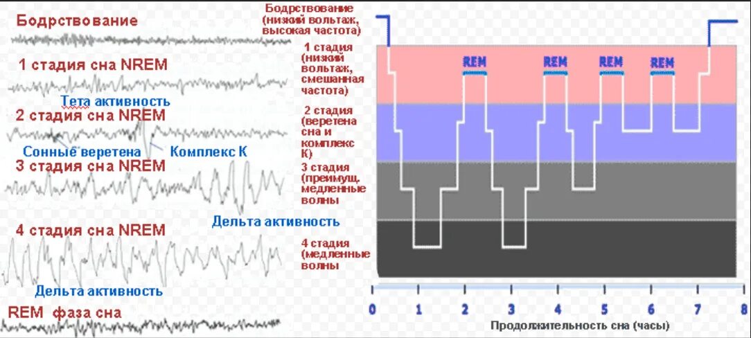 Согласно версии назначение быстрого сна найдите грамматическую. Rem фаза сна. Rem non Rem фазы сна. Быстрый сон и медленный Rem фаза.