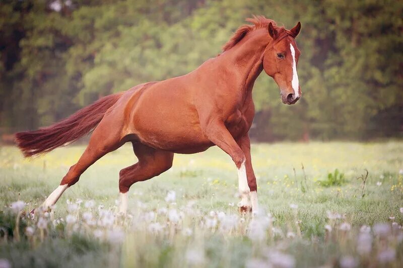 На рыжем коне. Рыжая лошадь. Конь рыжий. Рыжуха лошадь. Рыжая лошадка.