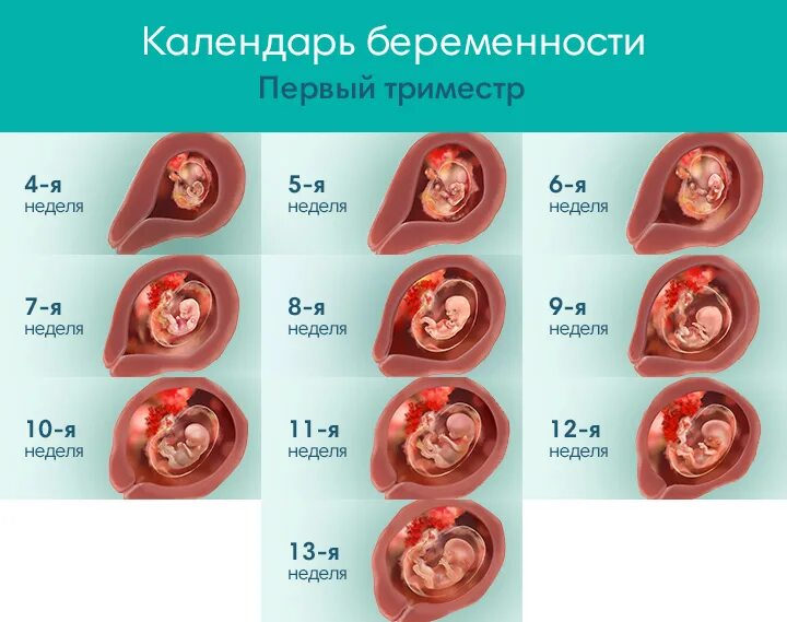 Триместр. Первый триместр. 1 триместр беременности. эмбрион первый триместр.