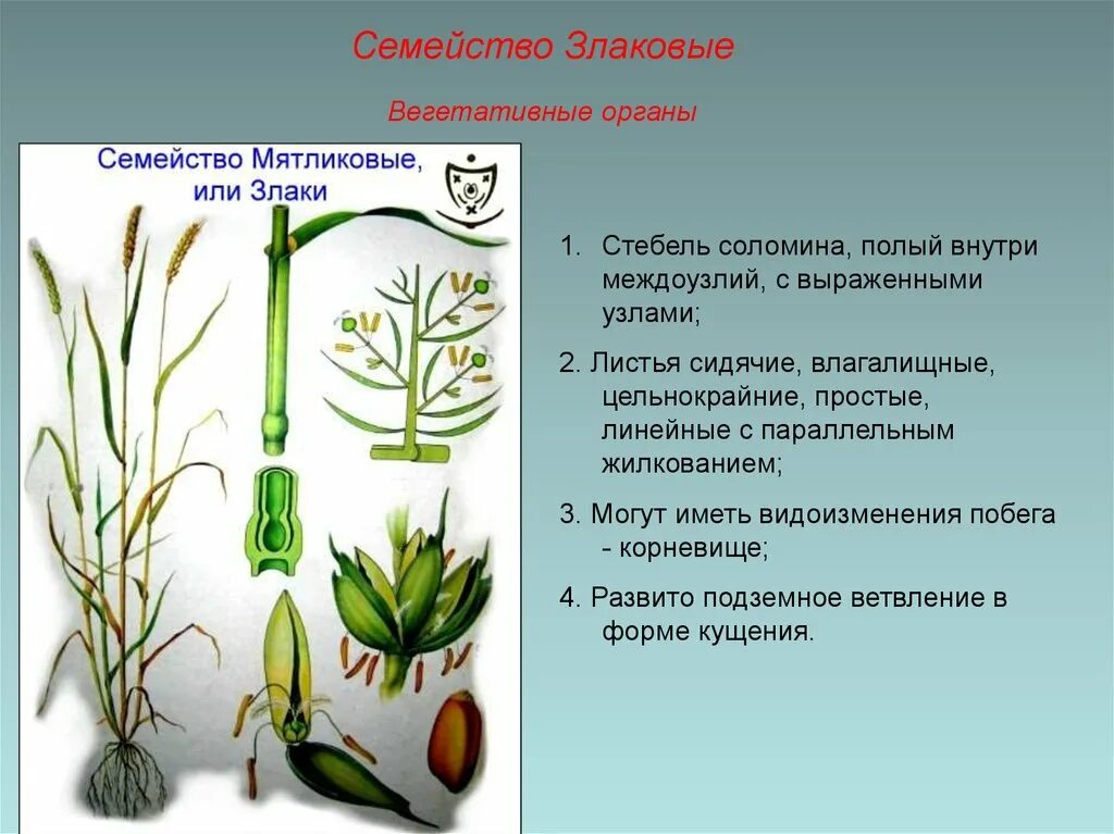 Для семейства злаковых характерно. Семейство злаковые видоизменение побега. Злаковые Мятликовые строение. Семейство злаки Мятликовые кратко. Характеристика семейства Мятликовые.