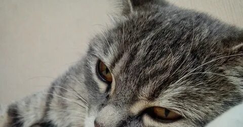 Уставший котик