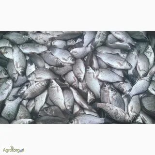 Караси живая оптом
