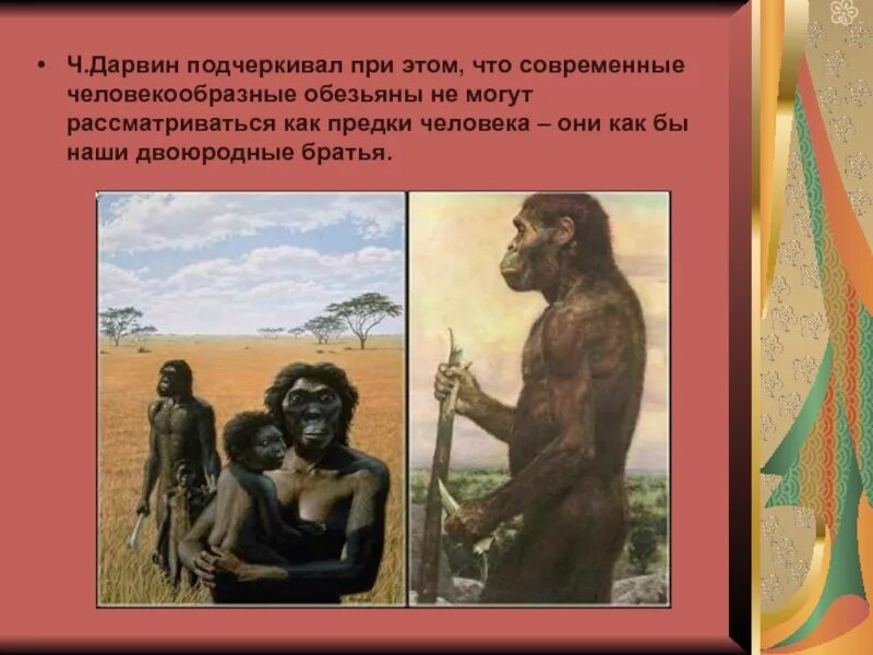 К предкам человека не относится. Современные обезьяны предки человека. Предки человекообразных обезьян. Общий предок человека и человекообразных обезьян. Предки человека и человекообразных обезьян.