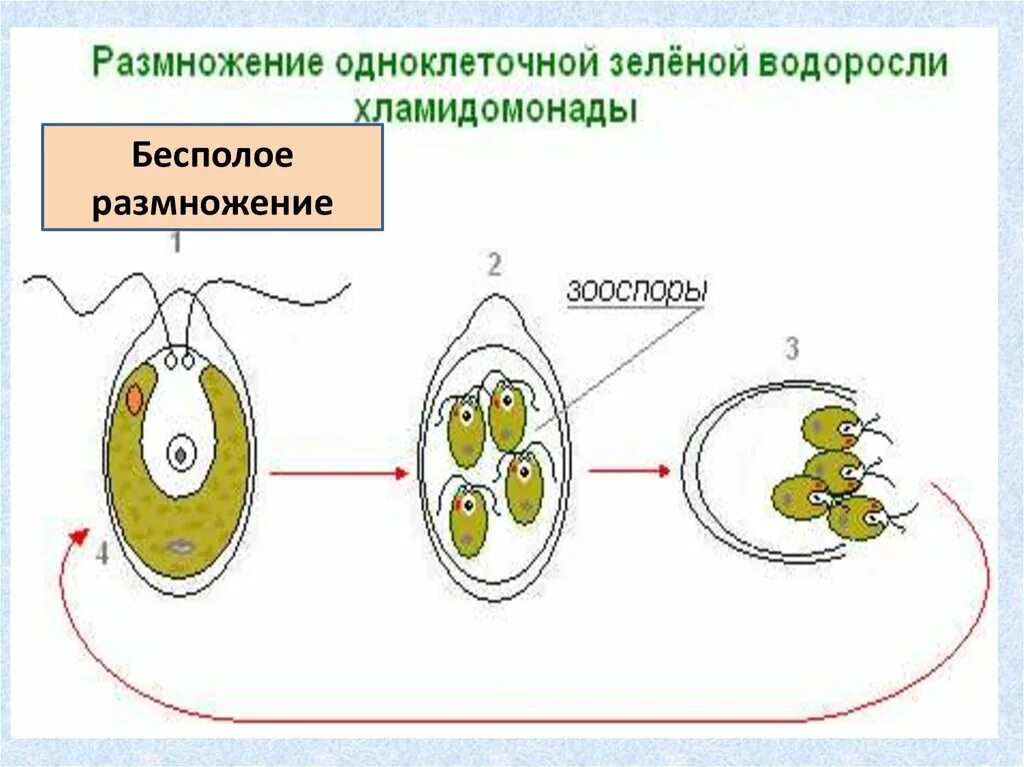 Клетка бесполого размножения водорослей. Бесполое размножение хламидомонады. Хламидомонада размножение зооспорами. Половое размножение хламидомонады схема. Размножение одноклеточных водорослей схема.