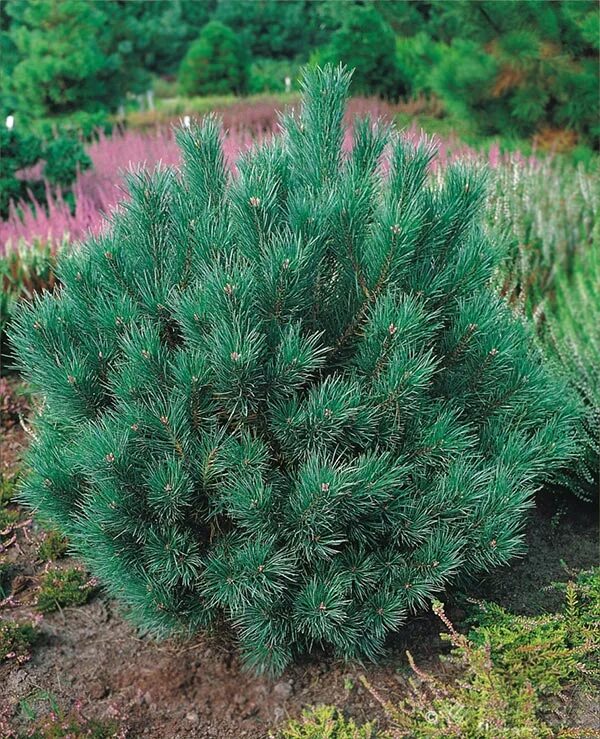 Сосна ватерери купить. Сосна Sylvestris Watereri. Pinus Sylvestris Watereri. Сосна Горная Watereri. Сосна обыкновенная Ватерери Pinus Sylvestris Watereri.