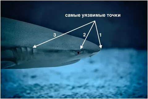 Место акул