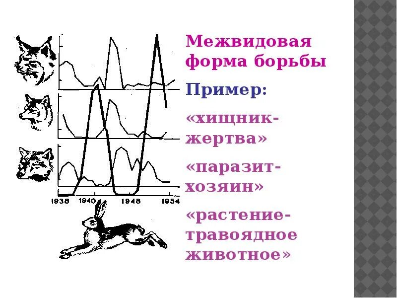Паразит хозяин 2 хищник жертва. Паразит хозяин хищник жертва. Межвидовая борьба хищник жертва. Хищник жертва примеры. Межвидовая борьба паразит хозяин примеры.