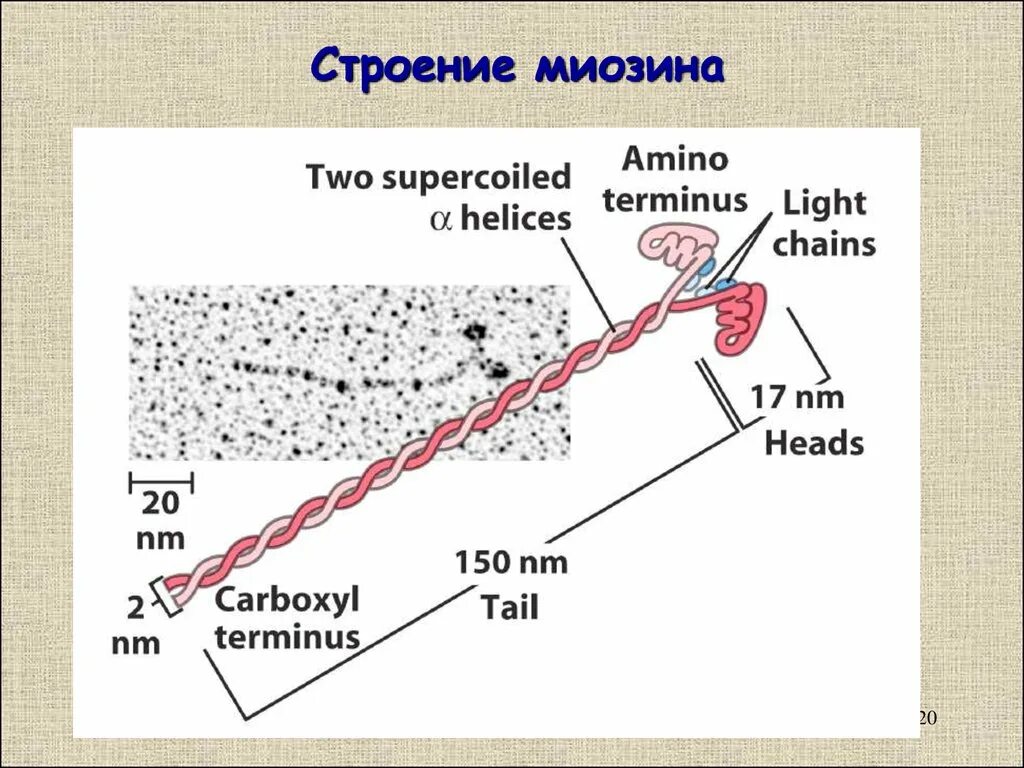 Белок миозин 2. Миозин структура белка. Строение белка миозина. Миозин 2. Миозин белок структура.