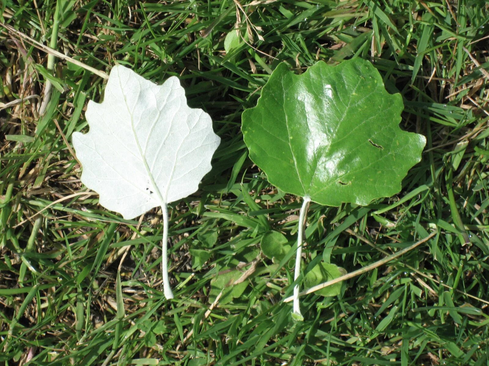 Лист белый с обратной стороны. Тополь Populus Alba. Populus Alba Тополь белый. Populus Alba листья. Populus Alba Тополь белый листья.